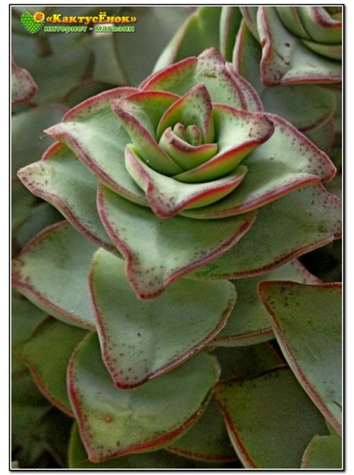 Черенок крассула объединенная (Крассула Crassula conjuncta cv. Giant pagoda, крассула коньюнкта гиант пагода) 