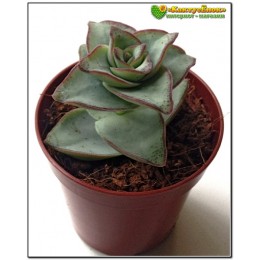 Черенок крассула объединенная (Крассула Crassula conjuncta cv. Giant pagoda, крассула коньюнкта гиант пагода)