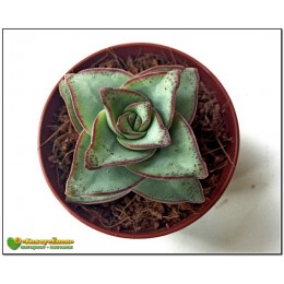 Черенок крассула объединенная (Крассула Crassula conjuncta cv. Giant pagoda, крассула коньюнкта гиант пагода)