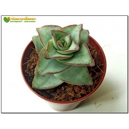 Черенок крассула объединенная (Крассула Crassula conjuncta cv. Giant pagoda, крассула коньюнкта гиант пагода)