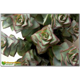 Черенок крассула объединенная (Крассула Crassula conjuncta cv. Giant pagoda, крассула коньюнкта гиант пагода)