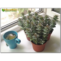 Черенок крассула объединенная (Крассула Crassula conjuncta cv. Giant pagoda, крассула коньюнкта гиант пагода)