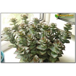 Черенок крассула объединенная (Крассула Crassula conjuncta cv. Giant pagoda, крассула коньюнкта гиант пагода)