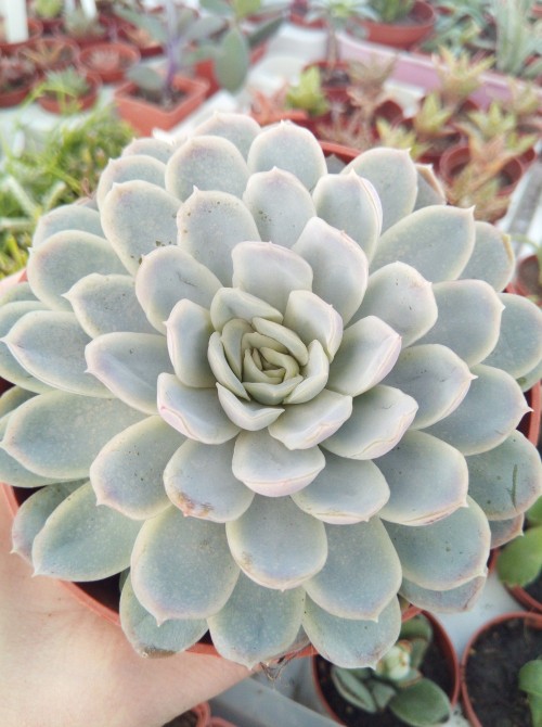 Эхеверия изящная (Echeveria elegans, эхеверия элеганс)