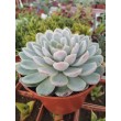 Эхеверия изящная (Echeveria elegans, эхеверия элеганс)