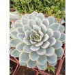 Эхеверия изящная (Echeveria elegans, эхеверия элеганс)