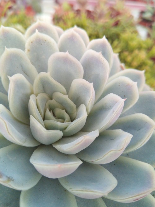 Эхеверия изящная (Echeveria elegans, эхеверия элеганс)