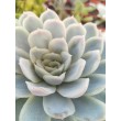 Эхеверия изящная (Echeveria elegans, эхеверия элеганс)