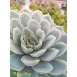 2 листовых черенка Эхеверия изящная (Echeveria elegans, эхеверия элеганс)