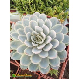 2 листовых черенка Эхеверия изящная (Echeveria elegans, эхеверия элеганс)
