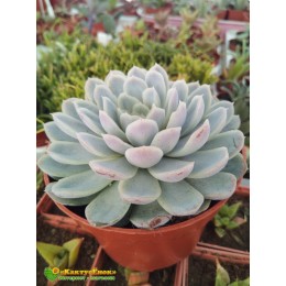 2 листовых черенка Эхеверия изящная (Echeveria elegans, эхеверия элеганс)