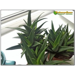 Алоэ Блек Джем (Черное сокровище) (Aloe cv. Black Gem)