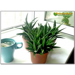 Алоэ Блек Джем (Черное сокровище) (Aloe cv. Black Gem)