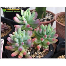 2 листовых черенка Очиток толстолистный (Sedum pachyphyllum, седум пахифиллюм)