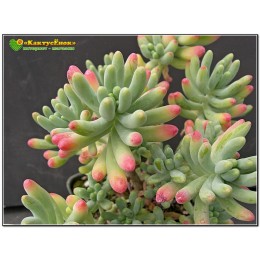 2 листовых черенка Очиток толстолистный (Sedum pachyphyllum, седум пахифиллюм)