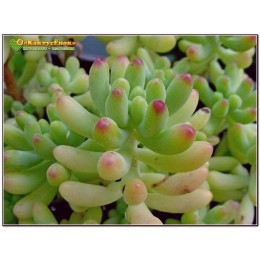 2 листовых черенка Очиток толстолистный (Sedum pachyphyllum, седум пахифиллюм)