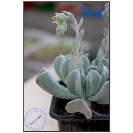 2 листовых черенка Эхеверия Руньона, сорт Топси-Турви (Echeveria runyonii cv. Topsy-Turvy)