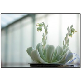2 листовых черенка Эхеверия Руньона, сорт Топси-Турви (Echeveria runyonii cv. Topsy-Turvy)