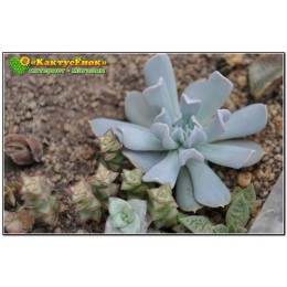 2 листовых черенка Эхеверия Руньона, сорт Топси-Турви (Echeveria runyonii cv. Topsy-Turvy)
