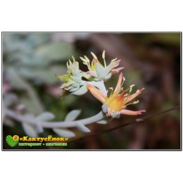 2 листовых черенка Эхеверия Руньона, сорт Топси-Турви (Echeveria runyonii cv. Topsy-Turvy)