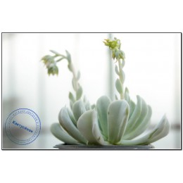 2 листовых черенка Эхеверия Руньона, сорт Топси-Турви (Echeveria runyonii cv. Topsy-Turvy)