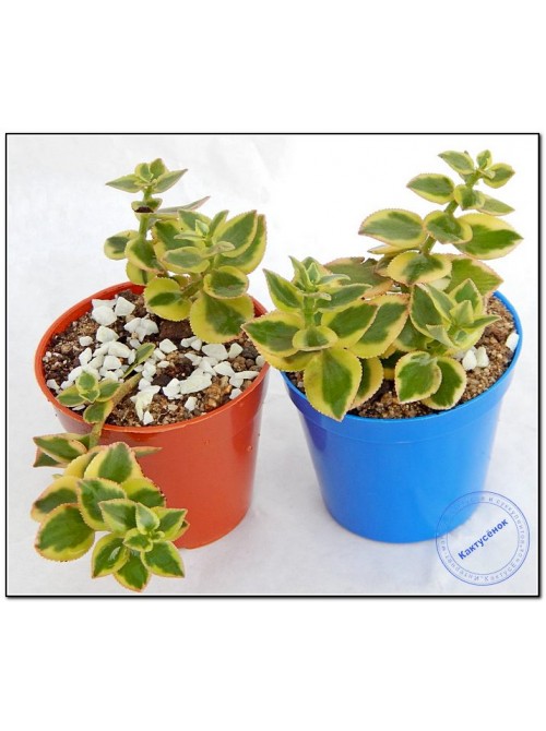 Крассула ветвистая (crassula sarmentosa f. variegata сарментоза)