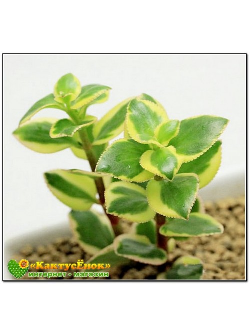 Крассула ветвистая (crassula sarmentosa f. variegata сарментоза)