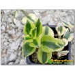 Крассула ветвистая (crassula sarmentosa f. variegata сарментоза)