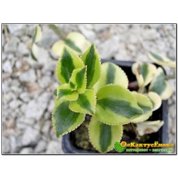 Крассула ветвистая (crassula sarmentosa f. variegata сарментоза)