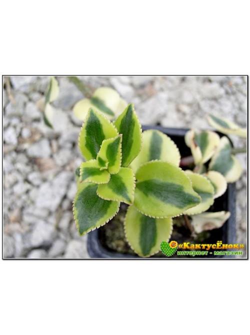 Крассула ветвистая (crassula sarmentosa f. variegata сарментоза)