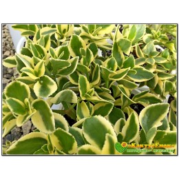 Крассула ветвистая (crassula sarmentosa f. variegata сарментоза)