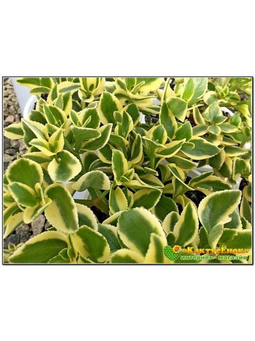 Крассула ветвистая (crassula sarmentosa f. variegata сарментоза)