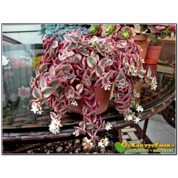 Черенок крассула окаймленная (Crassula pellucida ssp marginalis Variegata, Крассула маргиналис вариегатная)