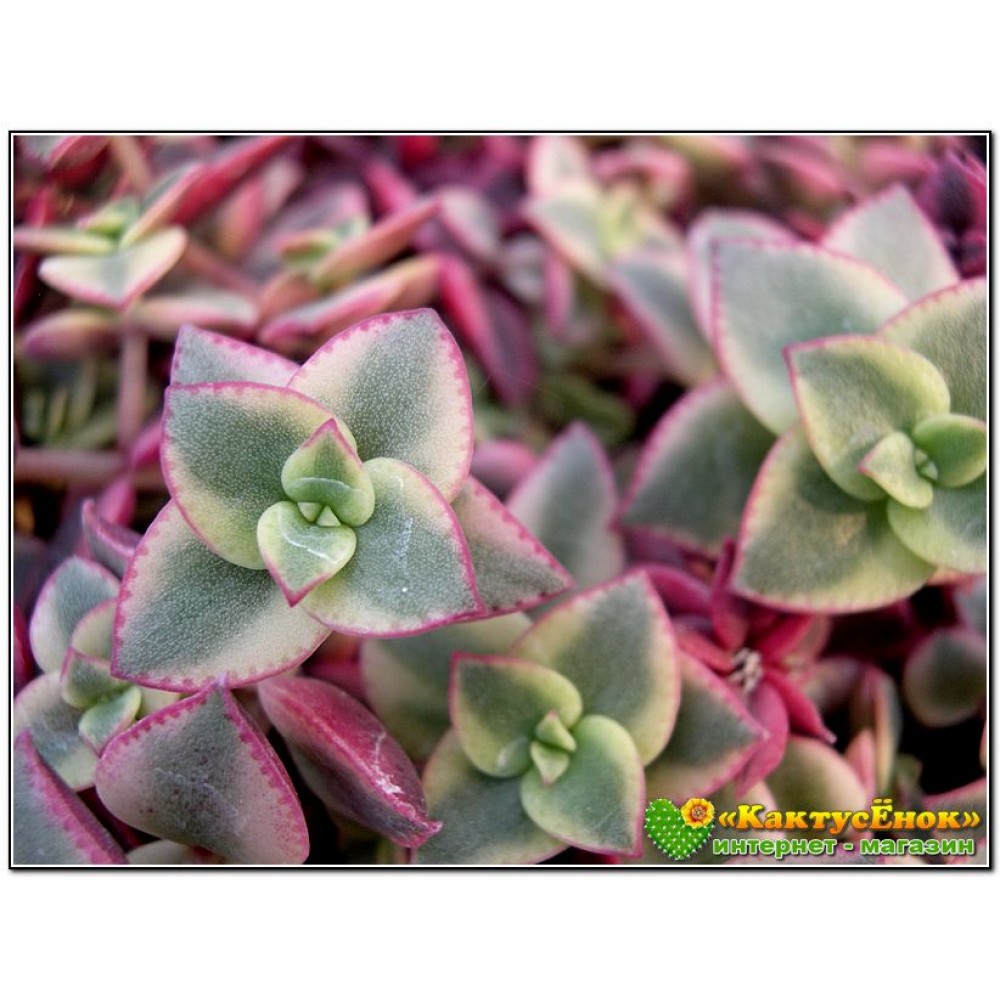 Черенок Толстянка окаймленная (Crassula pellucida ssp marginalis ...