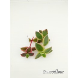 Черенок крассула окаймленная (Crassula pellucida ssp marginalis Variegata, Крассула маргиналис вариегатная)