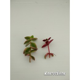 Черенок крассула окаймленная (Crassula pellucida ssp marginalis Variegata, Крассула маргиналис вариегатная)