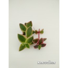 Черенок крассула окаймленная (Crassula pellucida ssp marginalis Variegata, Крассула маргиналис вариегатная)