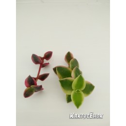 Черенок крассула окаймленная (Crassula pellucida ssp marginalis Variegata, Крассула маргиналис вариегатная)