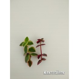 Черенок крассула окаймленная (Crassula pellucida ssp marginalis Variegata, Крассула маргиналис вариегатная)