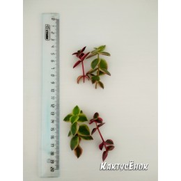 Черенок крассула окаймленная (Crassula pellucida ssp marginalis Variegata, Крассула маргиналис вариегатная)