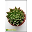 2 Листовых черенка Эхеверия агавовидная (Echeveria agavoides, эхеверия агавоидес)