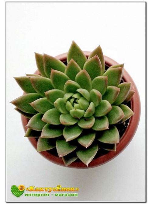 2 Листовых черенка Эхеверия агавовидная (Echeveria agavoides, эхеверия агавоидес)