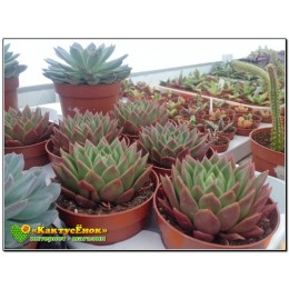 2 Листовых черенка Эхеверия агавовидная (Echeveria agavoides, эхеверия агавоидес)