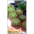 2 Листовых черенка Эхеверия агавовидная (Echeveria agavoides, эхеверия агавоидес)