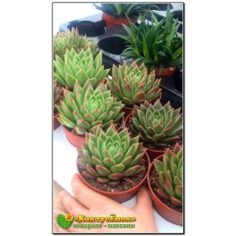 2 Листовых черенка Эхеверия агавовидная (Echeveria agavoides, эхеверия агавоидес)