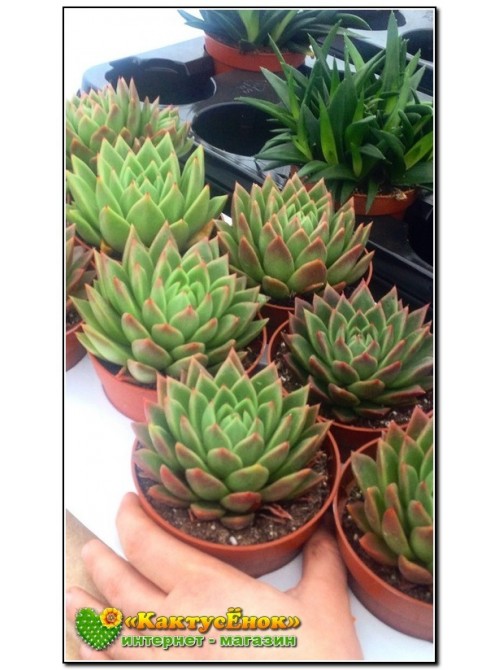 2 Листовых черенка Эхеверия агавовидная (Echeveria agavoides, эхеверия агавоидес)