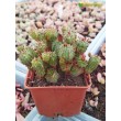 Молочай почти сосочковый форма Мини (Euphorbia submammillaris f. Mini, эуфорбия маммилярис)