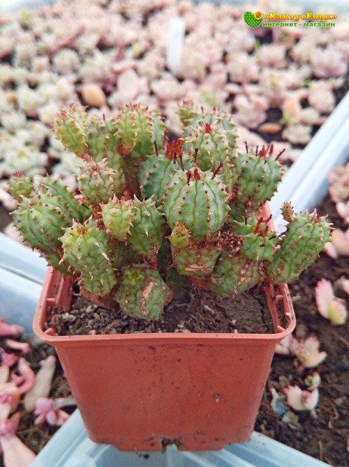 Молочай почти сосочковый форма Мини (Euphorbia submammillaris f. Mini, эуфорбия маммилярис)