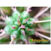 Молочай почти сосочковый форма Мини (Euphorbia submammillaris f. Mini, эуфорбия маммилярис)
