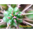 Молочай почти сосочковый форма Мини (Euphorbia submammillaris f. Mini, эуфорбия маммилярис)